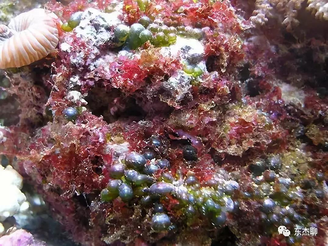 海水缸活石爆绿毛藻怎么处理,鱼缸里的绿毛藻怎么处理