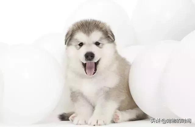 饲养阿拉斯加犬的注意事项,阿拉斯加犬的饲养技巧