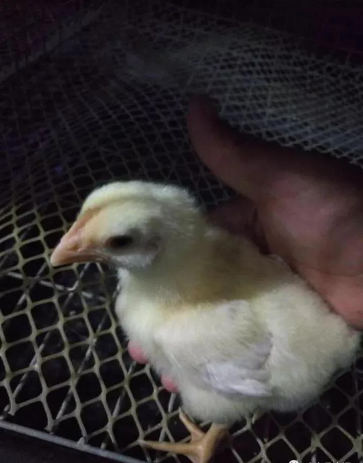 笼养肉鸡夏季管理,笼养肉鸡的管理