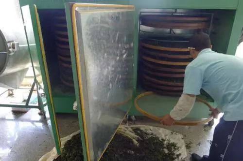 白茶怎么分辨茶毫和发霉,散装白茶发霉是什么样子