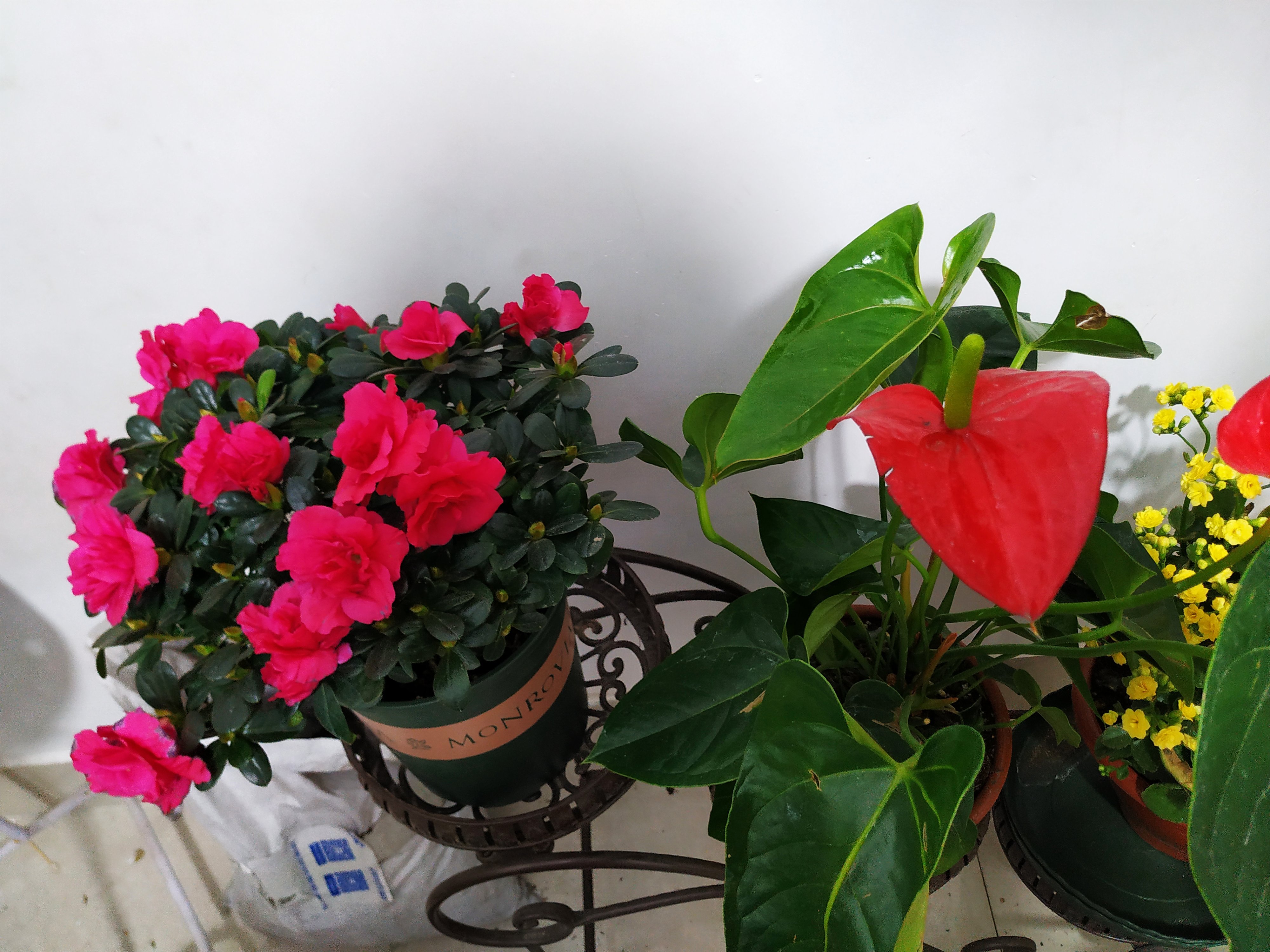 杜鹃长得不茂盛怎么办,杜鹃养花知识技巧和方法