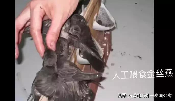 泰国燕窝和马来西亚哪个好,泰国燕窝马来燕窝外表差别