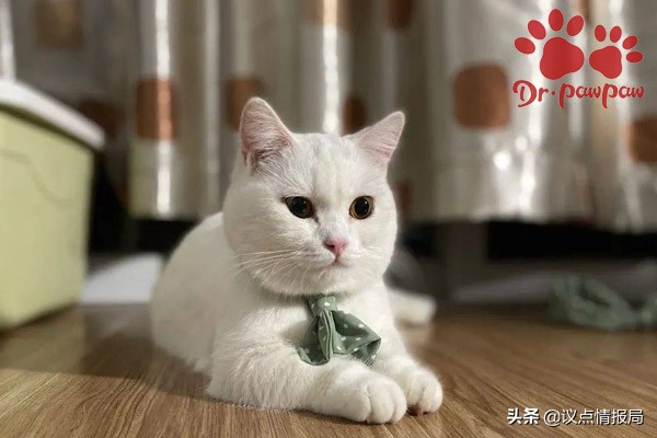 普安特猫癣药怎么样,治疗幼猫猫癣的最佳方法