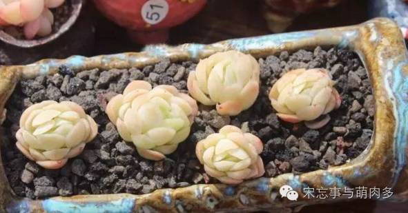 多肉月影系有哪些品种,月影系多肉品种大全