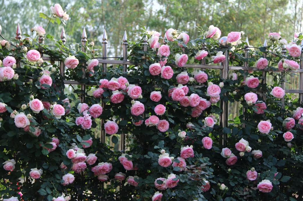 一面花墙种几个品种的藤本月季好,花墙种什么品种好