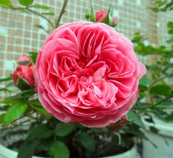 花中皇后月季花视频,小玫瑰月季怎么养护和管理