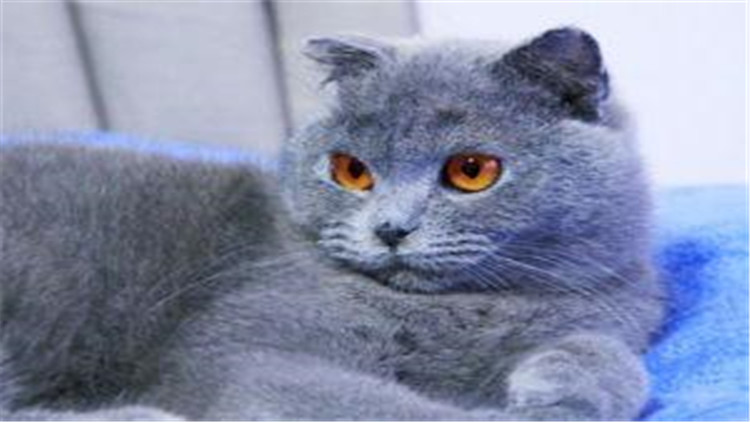 养猫家中异味怎么去除,养猫怎么防止家里有异味