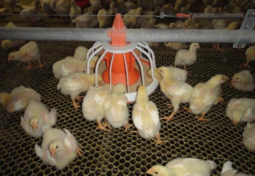 鸡过冬的正确方法,鸡群冬季通风和温度