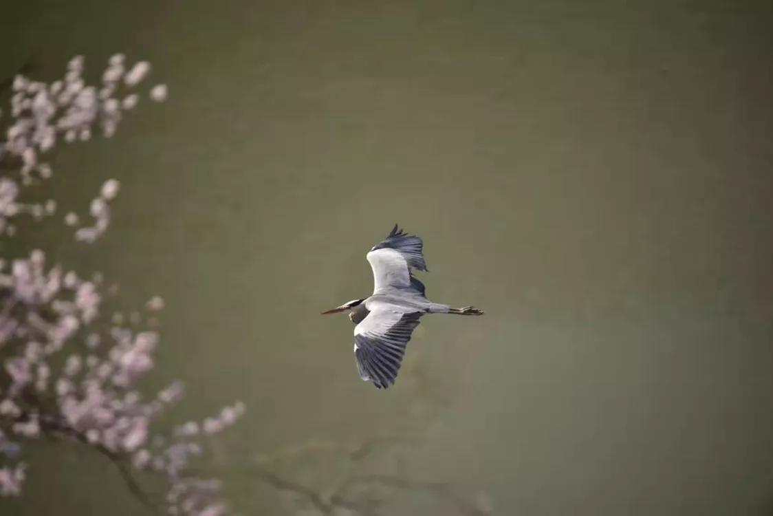 春暖桃花开的视频,春暖桃花开长视频