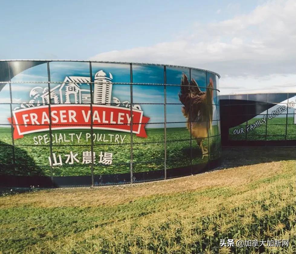 温哥华华人最爱肉厂爆疫情老板说已经卖出去的肉不召回