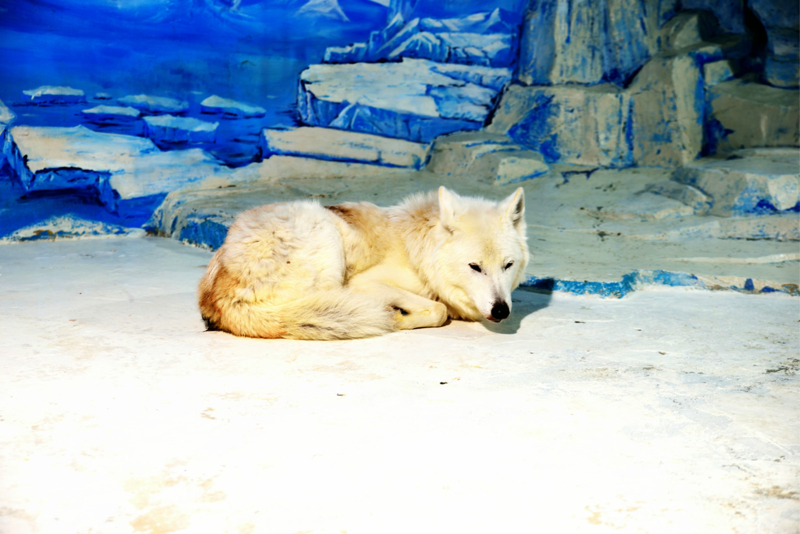 哈尔滨冰灯游玩攻略,哈尔滨冰灯梦幻之行