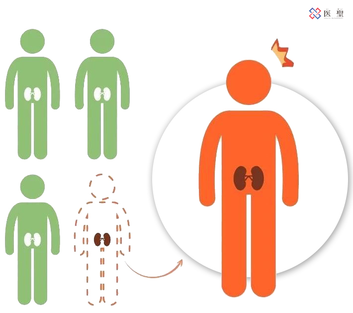 上海干细胞肾再生,干细胞再生肾最新技术
