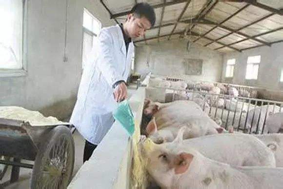 母猪产后卧地不起,母猪产后瘫痪站不起