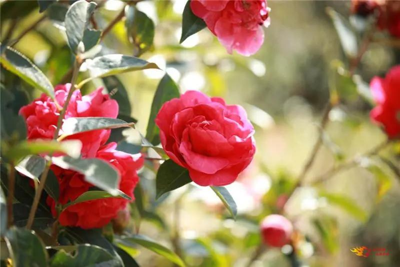 瞧!这花花世界谁不爱