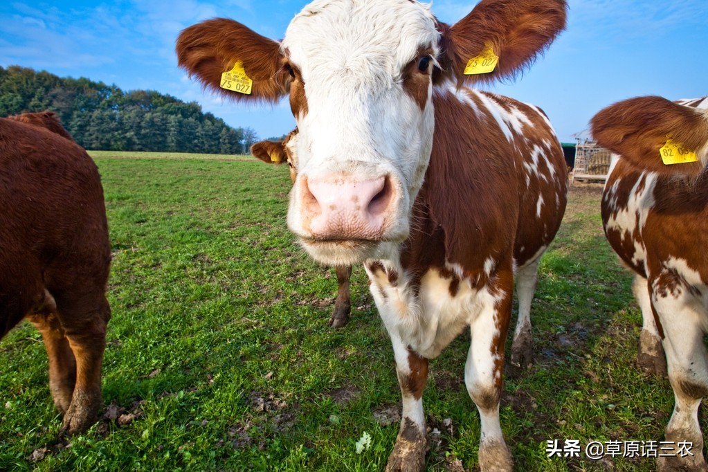 奶牛乳房反复肿是什么原因,奶牛胸下水肿是什么情况