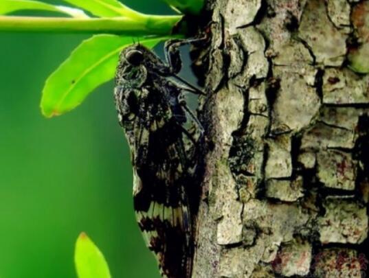 蜻蜓谚语大全,关于蜻蜓预报天气的谚语