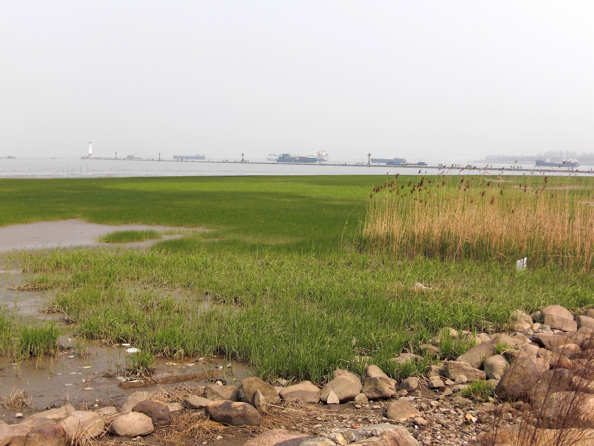 上海吴淞炮台湾湿地森林公园攻略,魔都上海共青森林公园