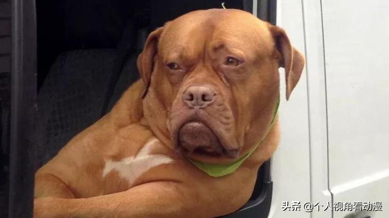 火影忍者卡卡西忍犬的照片,火影忍者中的八忍犬原型品种介绍