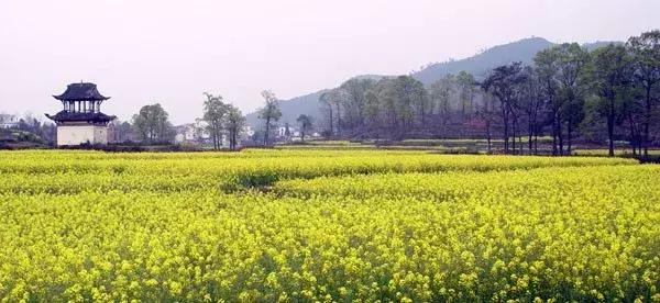 安徽春天去哪看花,安徽春天赏花攻略景点推荐