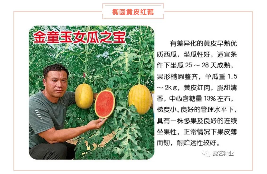 西瓜高产栽培管理技术之二,西瓜高产栽培技术及管理