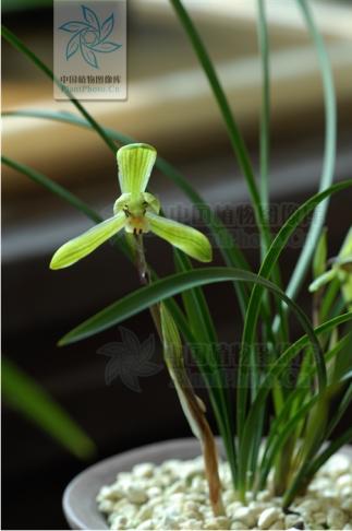 君子兰吊兰蝴蝶兰的图片,吊兰属不属于兰花的一种