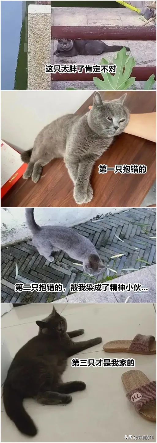 英国短蓝猫好养吗,千万别养蓝猫