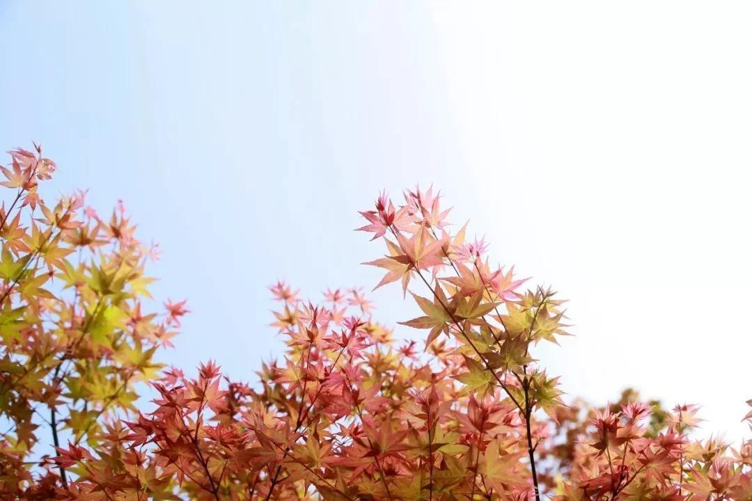 惊艳千年的四十句诗,这些诗句超美却很冷门鲜有人知