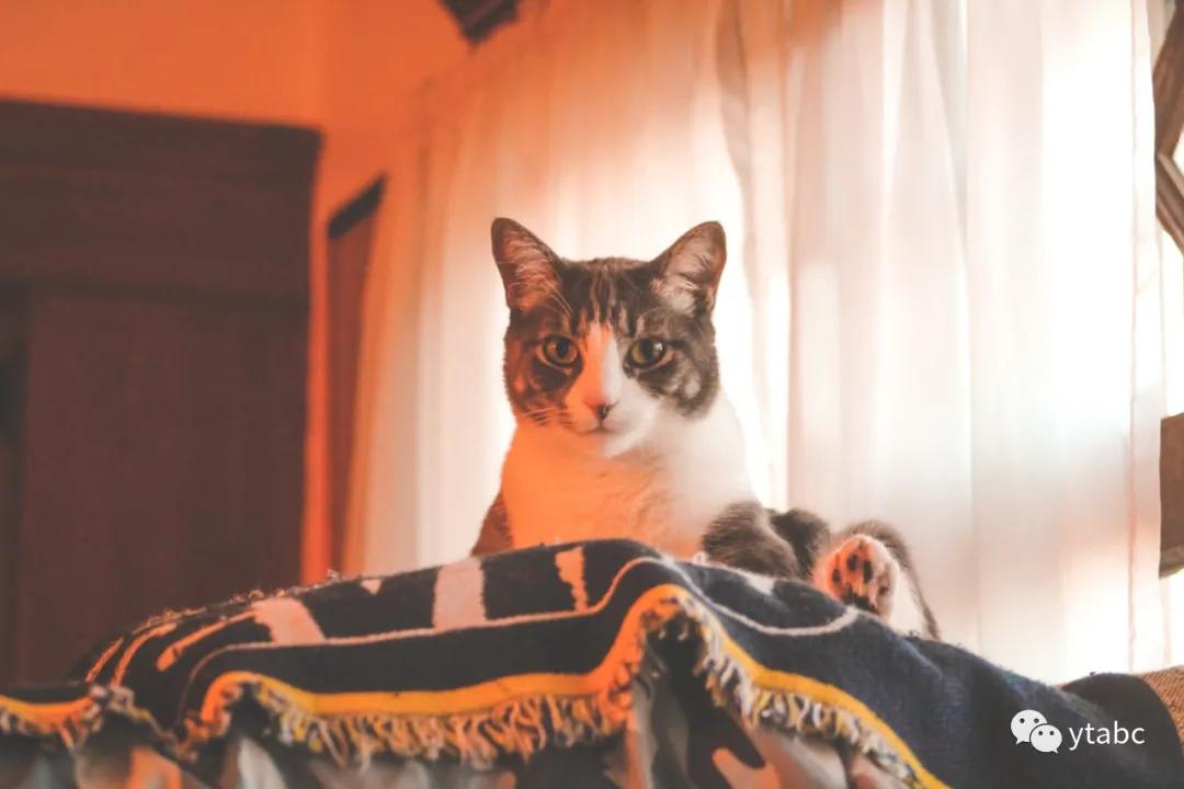 新西兰旅游适合买什么特产,1月新西兰旅游装备攻略