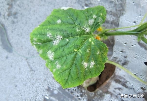 蔬菜粉虱病的防治方法,蔬菜白粉菌病怎么治