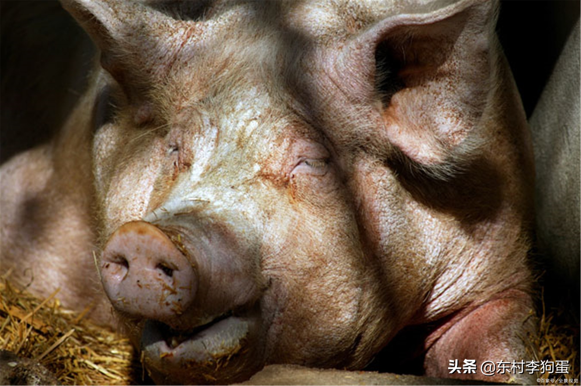 现在养殖什么最赚钱销路最好,农村最赚钱的五个养殖项目是哪些