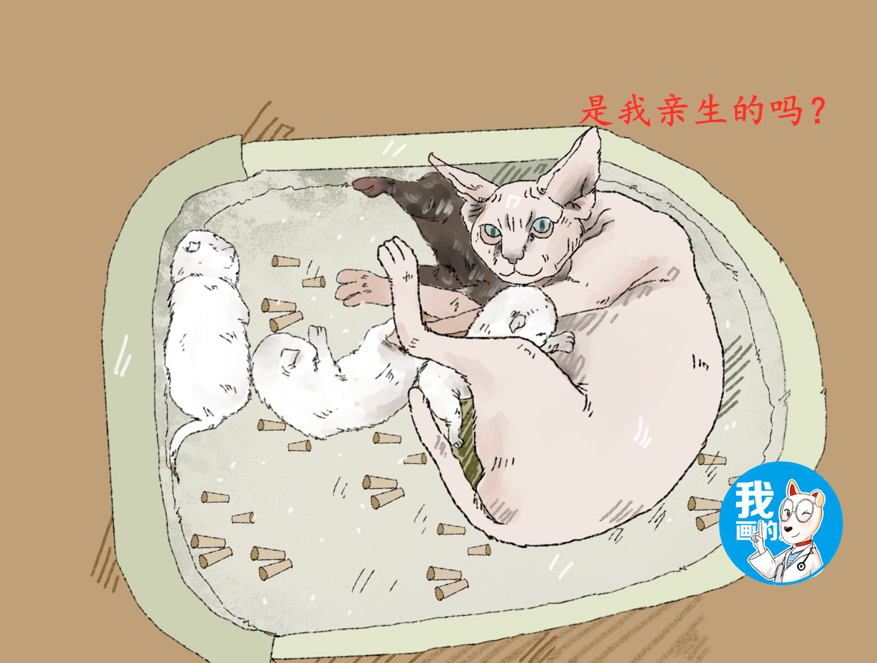 无毛猫最后被收养了吗,无毛猫照顾幼崽
