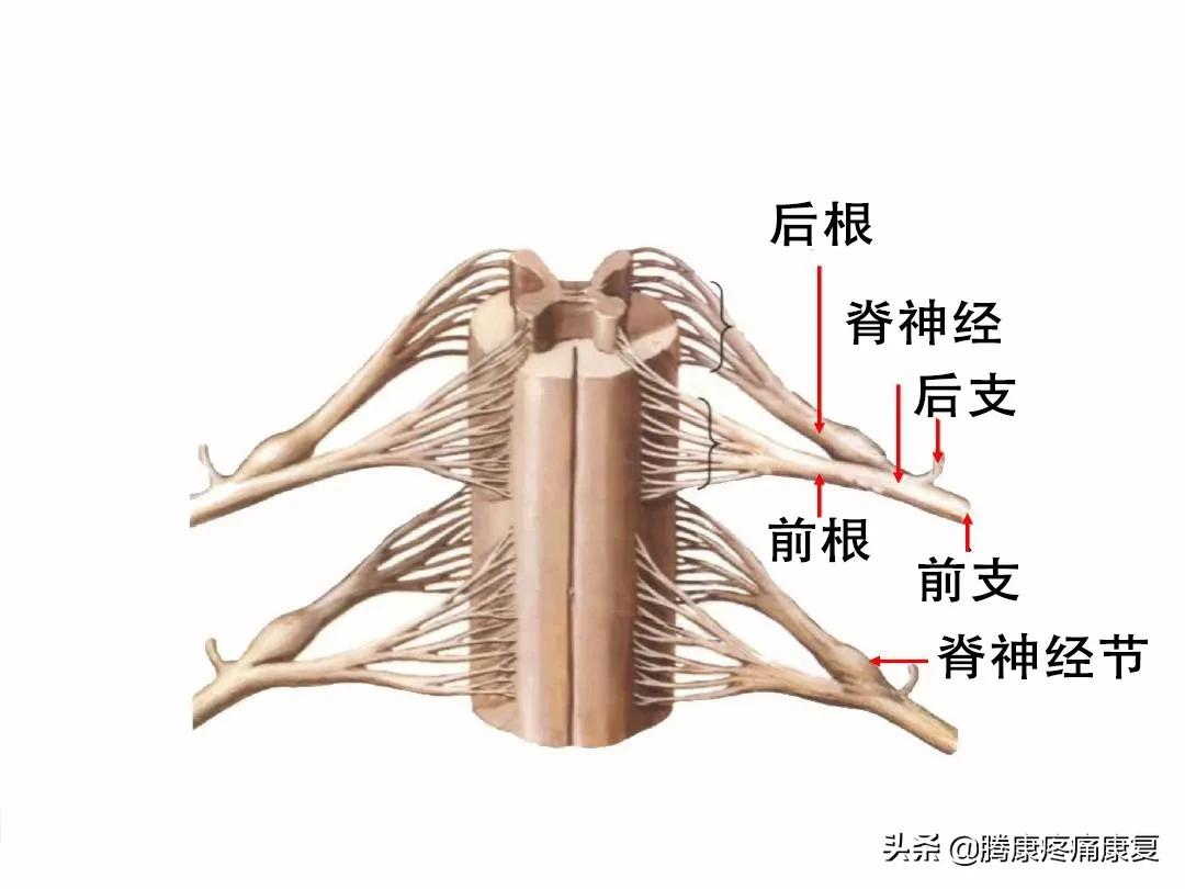 最全!脊神经系统汇总