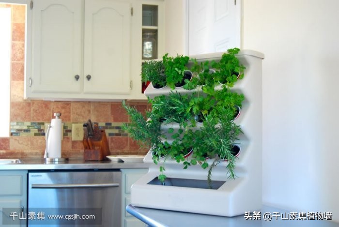 净化空气无水无土室内植物,哪种植物适合放在室内净化空气