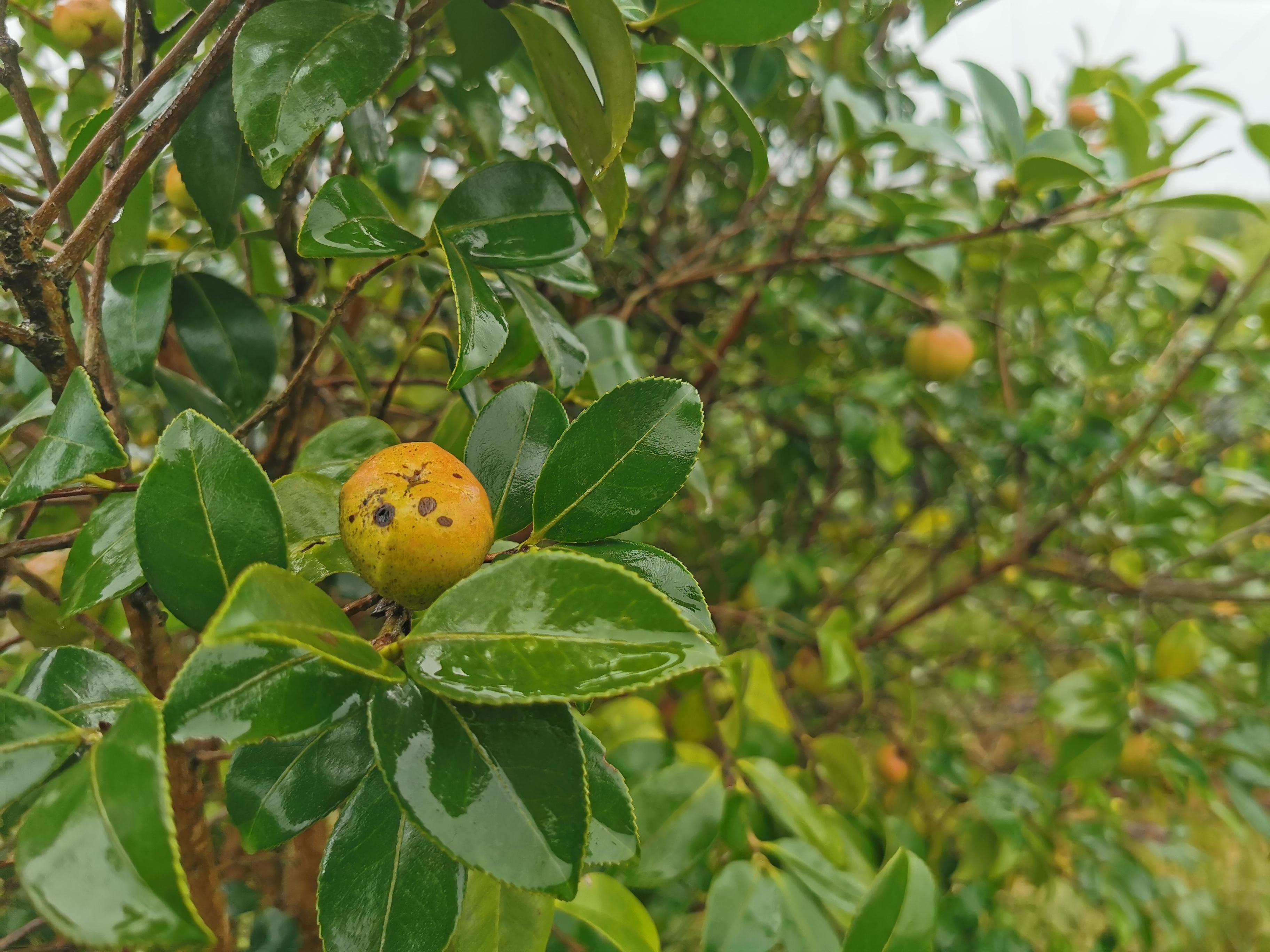 中国油茶之乡,中国油茶之乡玉屏