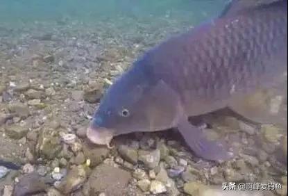 颗粒钓饵钓鱼效果好吗,颗粒窝料钓鱼
