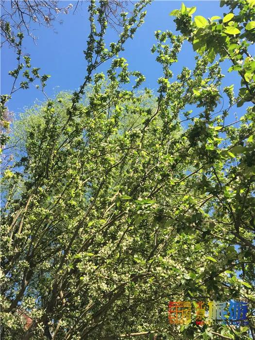 周末有风？别怕，来北京这里看花花草草和无数小可爱！猜到是哪里了吗？