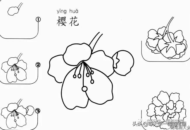 每天一幅简笔画的小教程,简笔画花朵的画法茉莉花