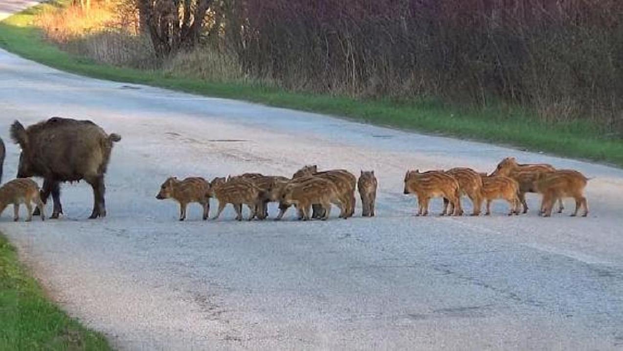 我国野猪泛滥,无虎豹下,野猪称雄,允许猎杀为何不许吃肉?