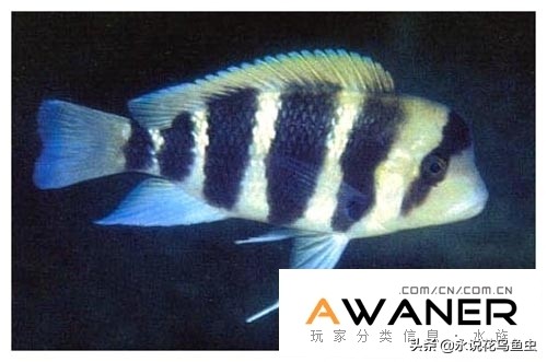 慈鲷鱼分类,慈鲷科鱼都是包括哪几种