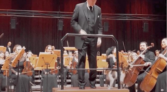 去土耳其当猫好吗,在土耳其做一只幸福的猫