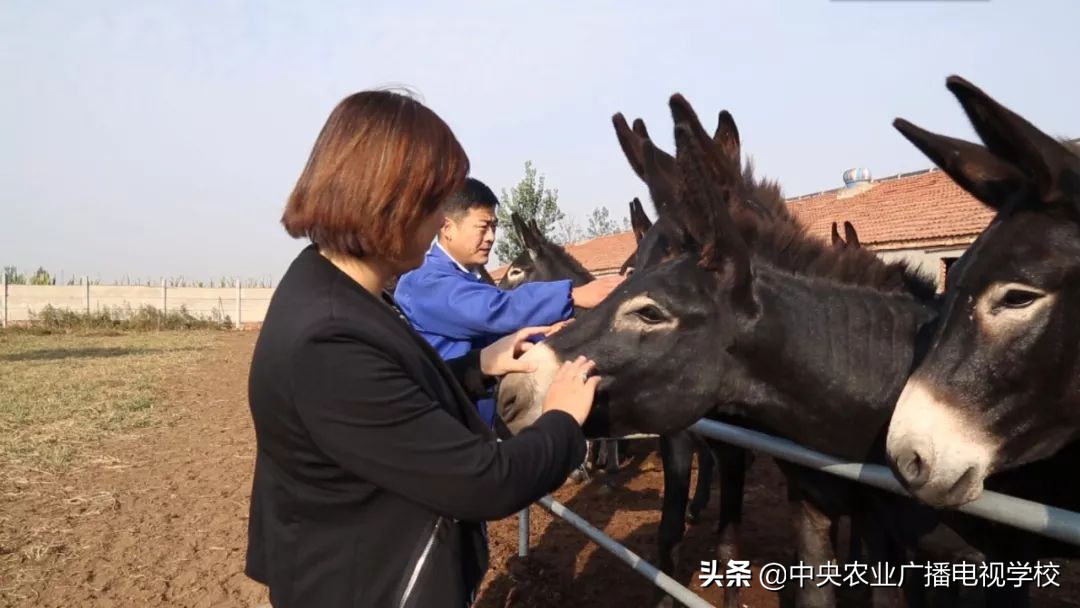 田间示范秀2020年视频,田间示范秀养绵羊