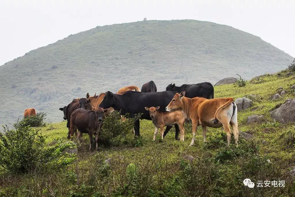 云雾山云遮雾绕，景象万千！重阳节，登高去
