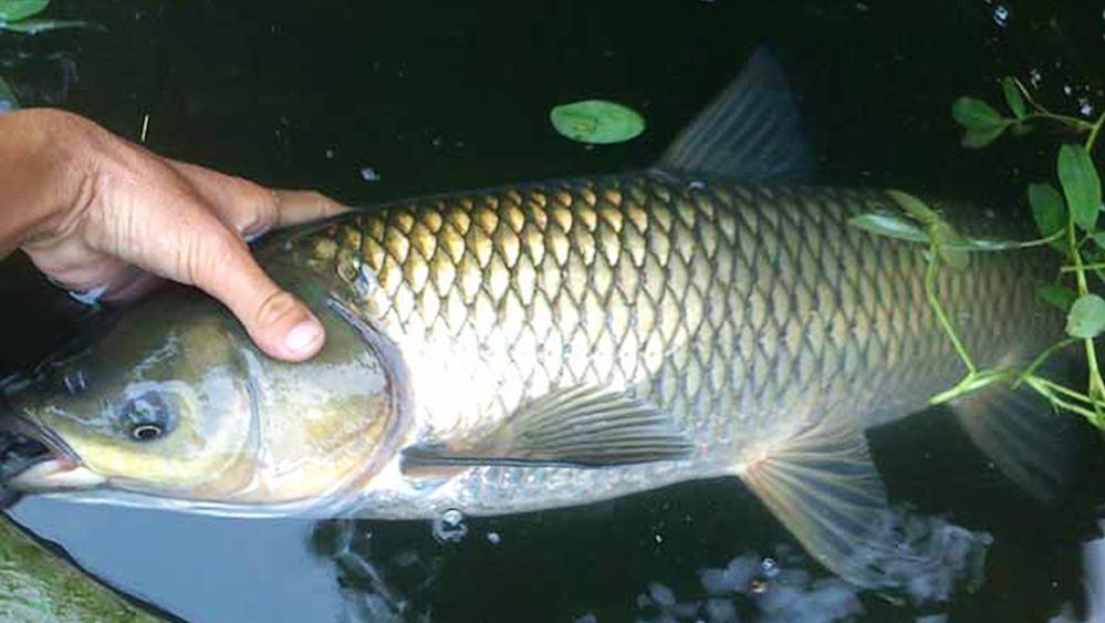 草鱼最美味的做法鲜香无腥味,草鱼最好吃的做法鲜嫩爽口