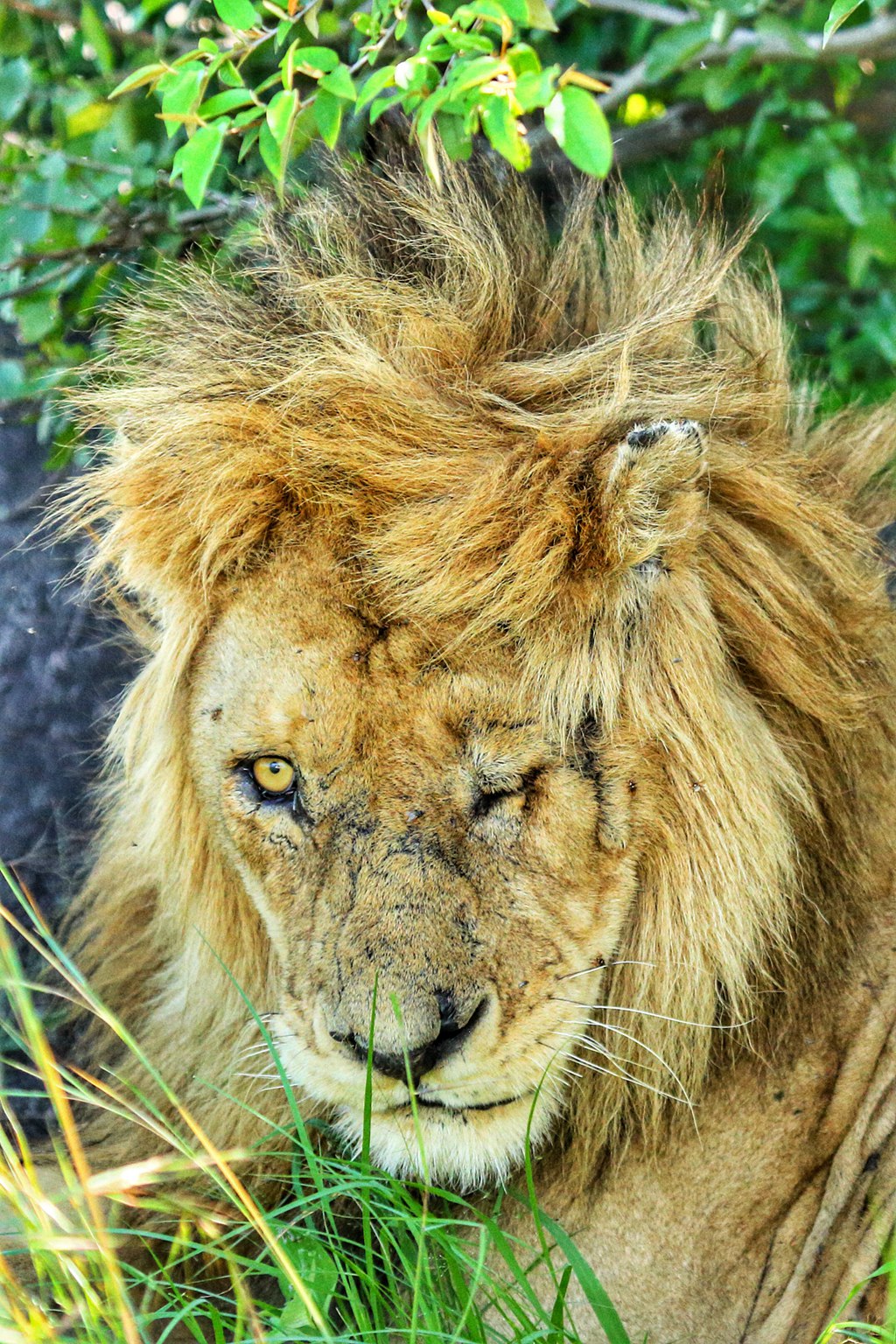 一个中国人在肯尼亚草原旅游创业：老外惊见中国速度，当地人感激