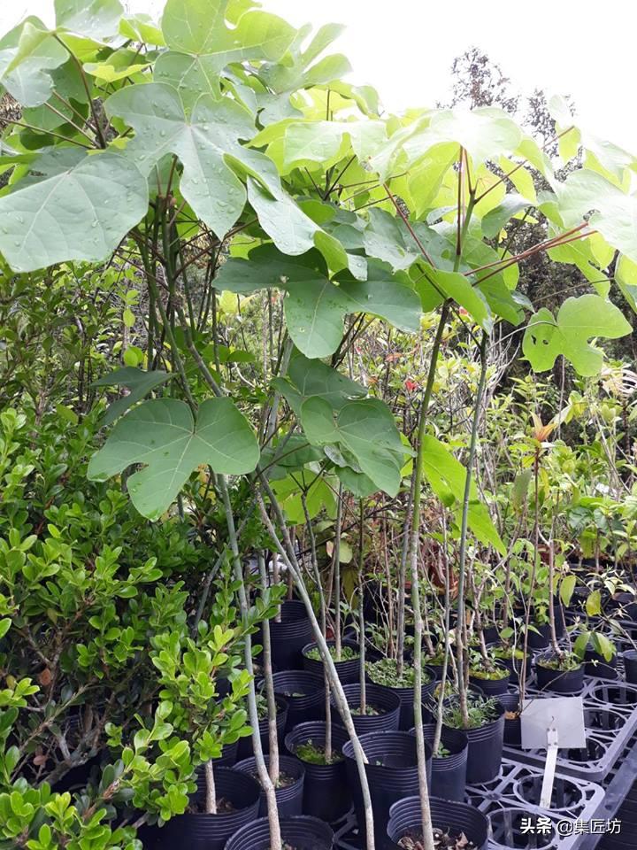 凤栖梧桐的真正意义,凤凰梧桐是哪种梧桐