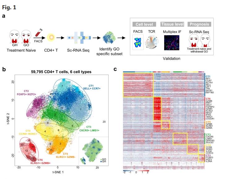 国际首次！陕西教授团队在眼病治疗中又获重大突破，引起国际关注！