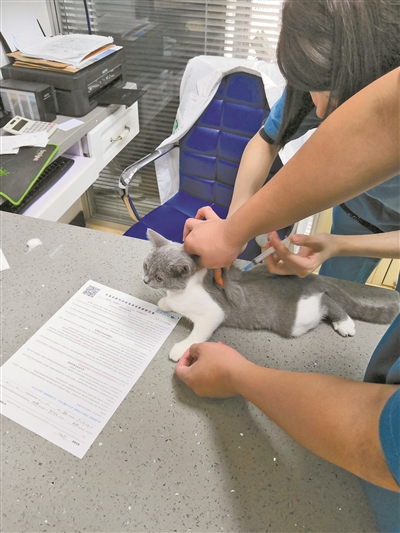 宠物猫在国内外发展现状,宠物猫行业发展现状及前景