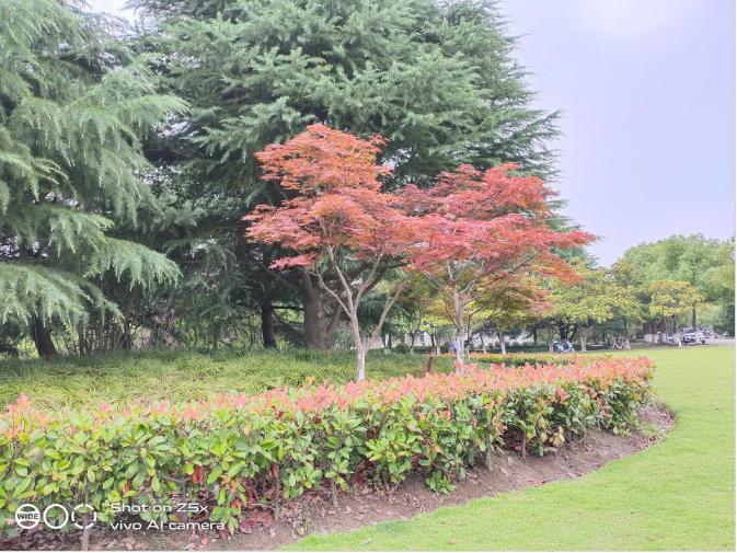 vivoz5x全面详细评测,美得不像千元机vivoz5x精美体验