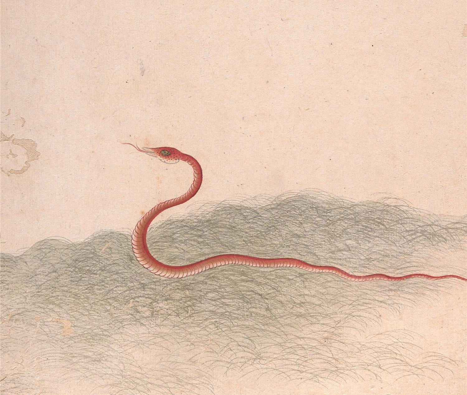 蛇那么可怕，为什么老人却说“家蛇不能打”？