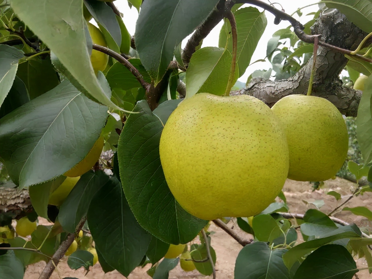 石家庄十大特产评选结果,聚焦无锡特产